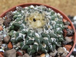 Ariocarpus kotschoubeyanus sladkovskii Rio Verde pot 6,5 cm - 12393614