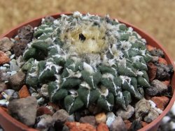 Ariocarpus kotschoubeyanus sladkovskii Rio Verde pot 6,5 cm - 12393615