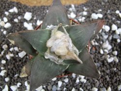 Ariocarpus confusus Aramberi 7 cm Cites IA - 12393658