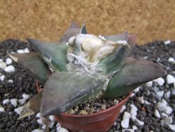 Ariocarpus confusus Aramberi 7 cm Cites IA - 12393660