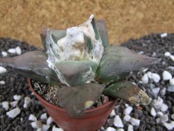 Ariocarpus confusus Aramberi 7 cm Cites IA - 12393661