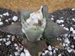 Ariocarpus confusus Aramberi 7 cm Cites IA - 12393662