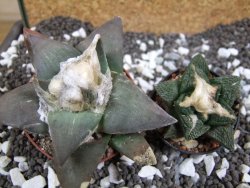 Ariocarpus confusus Aramberi 7 cm Cites IA - 12393663