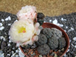 Puna bonniae pot 7 cm - 12393698