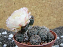 Puna bonniae pot 7 cm