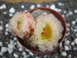 Puna bonniae pot 7 cm - 12393700