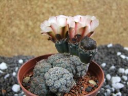 Puna bonniae pot 7 cm - 12393701