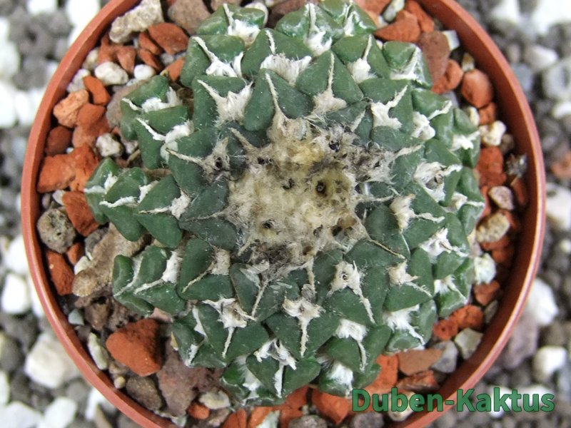 Ariocarpus kotschoubeyanus sladkovskii Rio Verde pot 6,5 cm