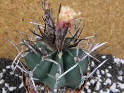 Astrophytum niveum nudum XL pot 9 cm