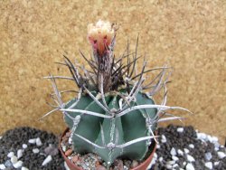 Astrophytum niveum nudum XL pot 9 cm - 12393755