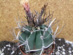 Astrophytum niveum nudum XL pot 9 cm - 12393756