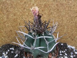 Astrophytum niveum nudum XL pot 9 cm - 12393757