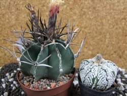 Astrophytum niveum nudum XL pot 9 cm - 12393764