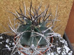 Astrophytum niveum nudum XL pot 10 cm - 12393766