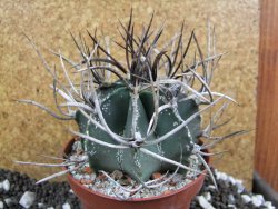 Astrophytum niveum nudum XL pot 10 cm - 12393767