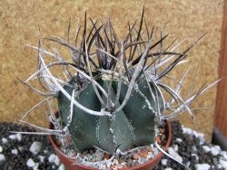 Astrophytum niveum nudum XL pot 10 cm - 12393768