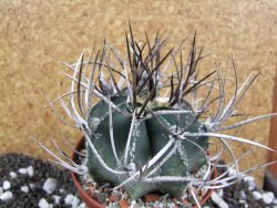 Astrophytum niveum nudum XL pot 10 cm - 12393769