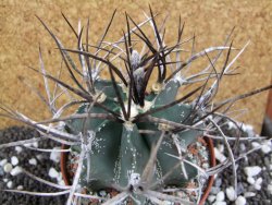 Astrophytum niveum nudum XL pot 10 cm - 12393770