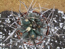 Astrophytum niveum nudum XL pot 10 cm - 12393771