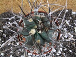 Astrophytum niveum nudum XL pot 10 cm - 12393772