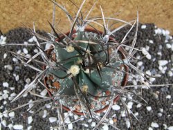 Astrophytum niveum nudum XL pot 10 cm - 12393773