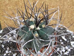 Astrophytum niveum nudum XL pot 10 cm - 12393774