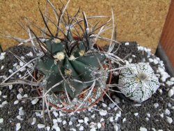 Astrophytum niveum nudum XL pot 10 cm - 12393775