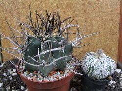 Astrophytum niveum nudum XL pot 10 cm - 12393776