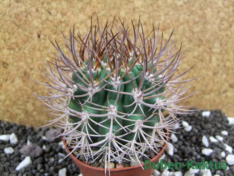 Pyrrhocactus bulbocalyx, pot 7 cm