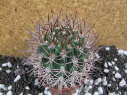 Pyrrhocactus bulbocalyx, pot 7 cm - 12393759