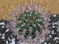 Pyrrhocactus bulbocalyx, pot 7 cm - 12393760