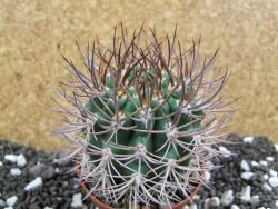 Pyrrhocactus bulbocalyx, pot 7 cm - 12393761