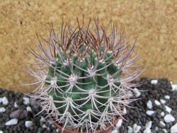 Pyrrhocactus bulbocalyx, pot 7 cm - 12393762