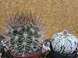 Pyrrhocactus bulbocalyx, pot 7 cm - 12393763