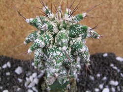 Astrobergia, Astrophytum ornatum kiko po 5,5 cm