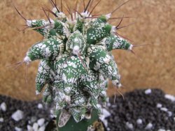 Astrobergia, Astrophytum ornatum kiko po 5,5 cm - 12393778