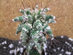 Astrobergia, Astrophytum ornatum kiko po 5,5 cm - 12393779