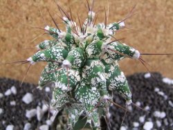 Astrobergia, Astrophytum ornatum kiko po 5,5 cm - 12393780