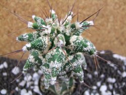 Astrobergia, Astrophytum ornatum kiko po 5,5 cm - 12393781