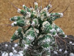 Astrobergia, Astrophytum ornatum kiko po 5,5 cm - 12393783