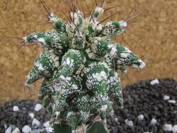 Astrobergia, Astrophytum ornatum kiko po 5,5 cm - 12393785