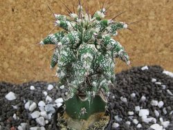 Astrobergia, Astrophytum ornatum kiko po 5,5 cm - 12393786