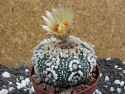 Astrophytum Hanazano Kabuto pot 6,5 cm