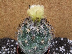 Coryphantha kracikii Roubovaná pot 8,5 cm