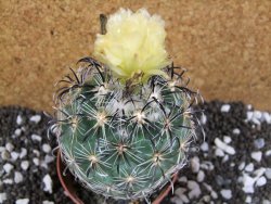 Coryphantha kracikii Roubovaná pot 8,5 cm - 12393822