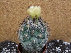 Coryphantha kracikii Roubovaná pot 8,5 cm - 12393823