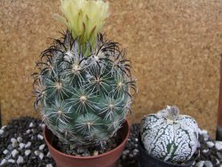 Coryphantha kracikii Roubovaná pot 8,5 cm - 12393825