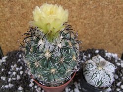 Coryphantha kracikii Roubovaná pot 8,5 cm - 12393826