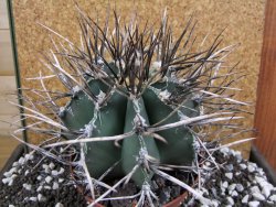 Astrophytum niveum nudum XXL 12x8 cm