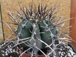 Astrophytum niveum nudum XXL 12x8 cm - 12393834